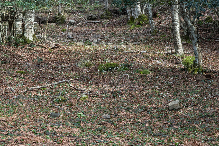 Galanthus reginae-olgae subsp. vernalis flowering in open oak and beech woodland. Portella della Femmina Morta, Sicily, 9/2/16