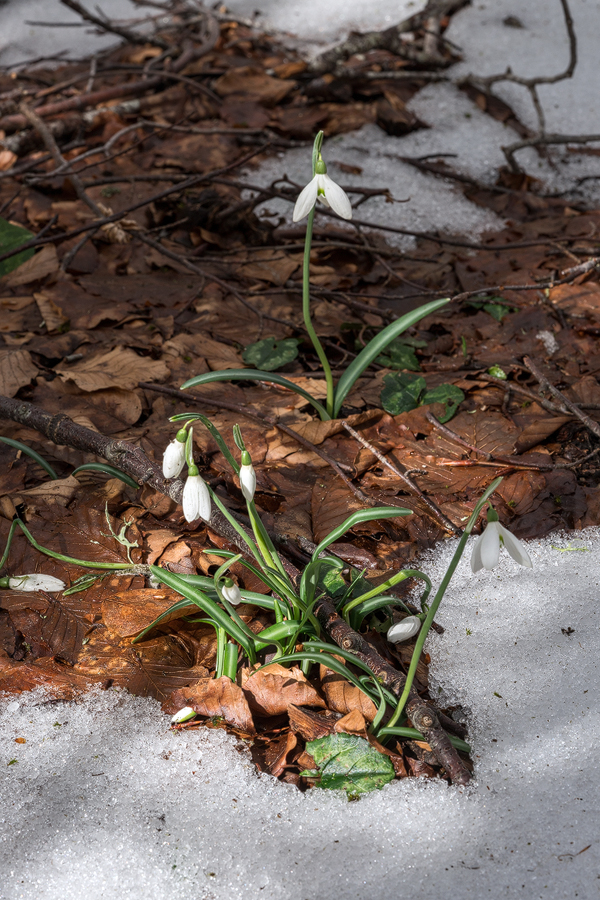 Galanthus reginae-olgae subsp. vernalis flowering near patches of meling snow at c. 1500m, Portella della Femmina Morta, Sicily, 9/2/16