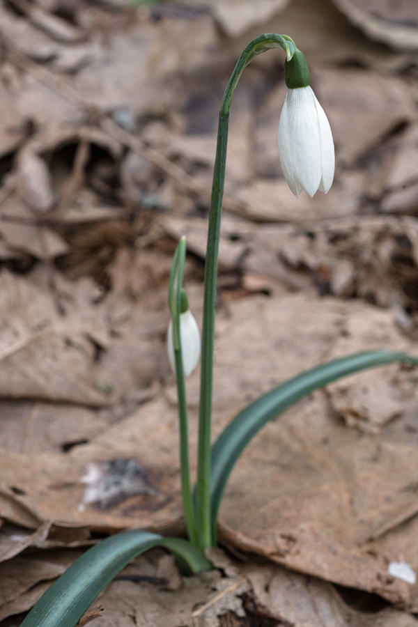 A robust plant of Galanthus reginae-olgae subsp. vernalis, Nebrodi Mountains, 9/2/16. Plants like this were quite common.
