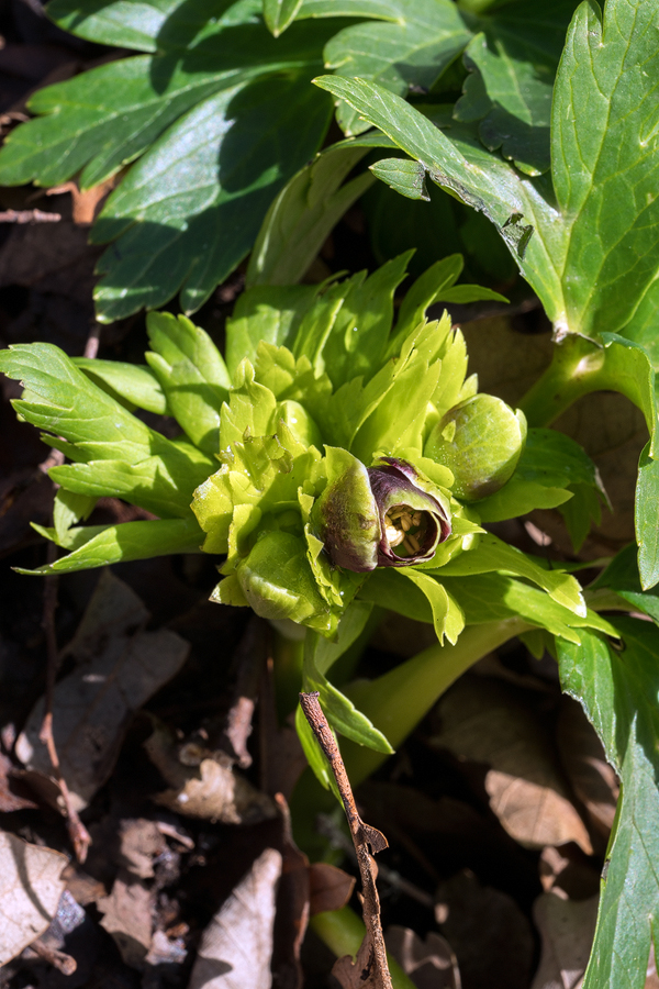 Helleborus vesicarius starting to flower, east of Iskenderun, 2/2/16.