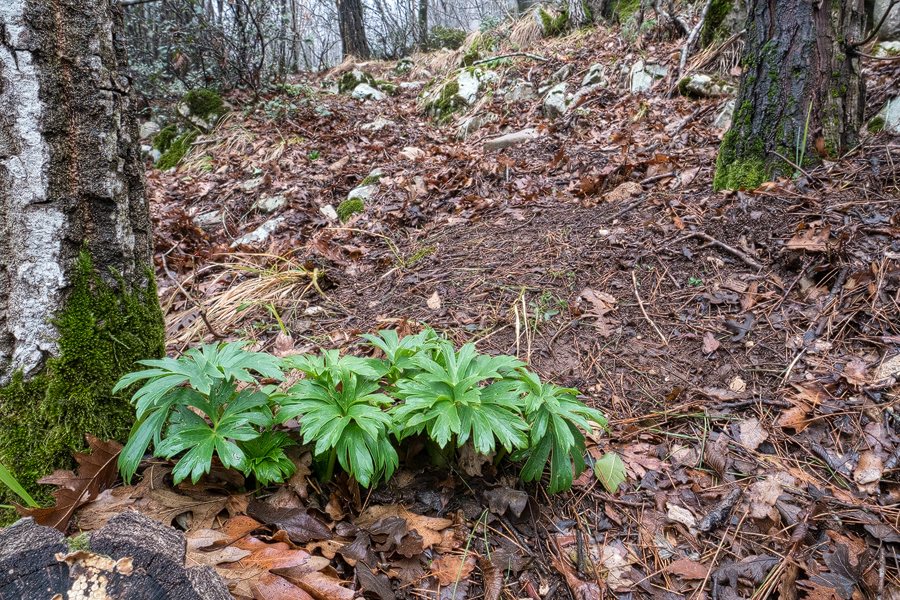 Helleborus vesicarius emerging, east of Iskenderun, 2/2/16.