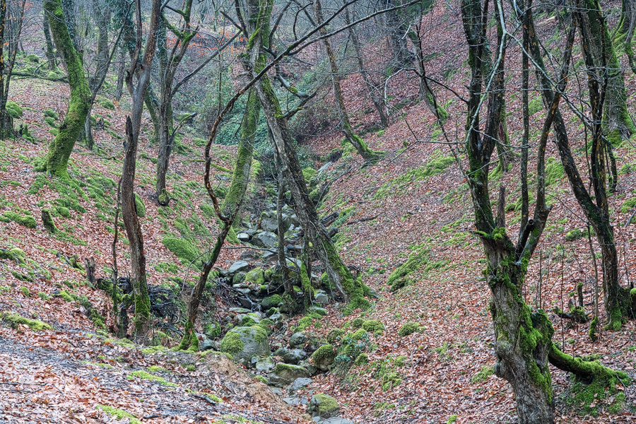 Hyrcanian Forest, SE Azerbaijan, 19/02/16.