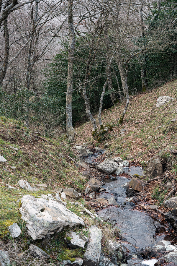 Habitat of Galanthus reginae-olgae subsp. vernalis, Portella della Femmina Morta, Sicily.
