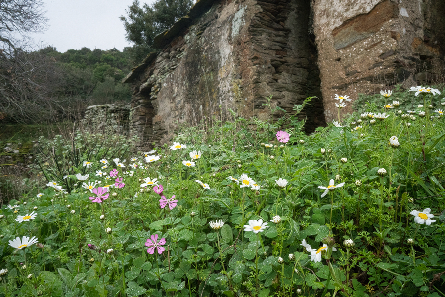 Roadside weeds, Ikaria