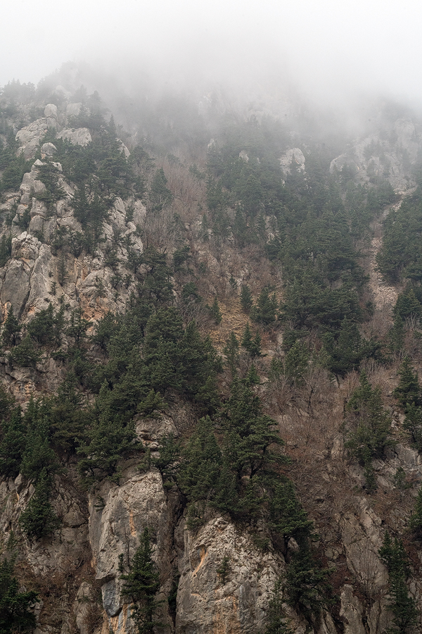 Juniperus excelsa, clinging to the sides of a spectacular limestone canyon. NW Iran, 20/2/16.