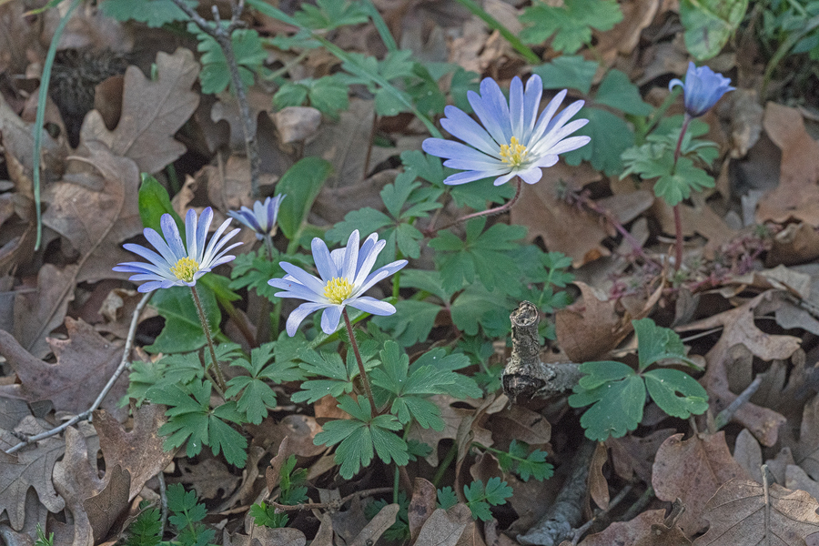 Anemone blanda, 8/3/16, NW Turkey.