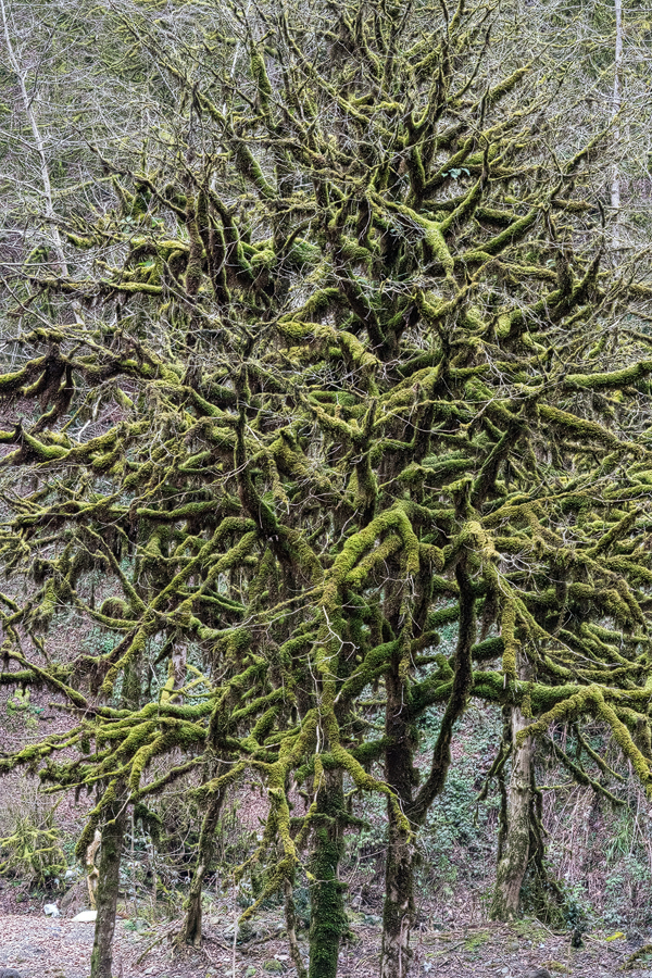 Tragically, over large areas, Buxus hyrcanus has been killed by an unknown pathogen.