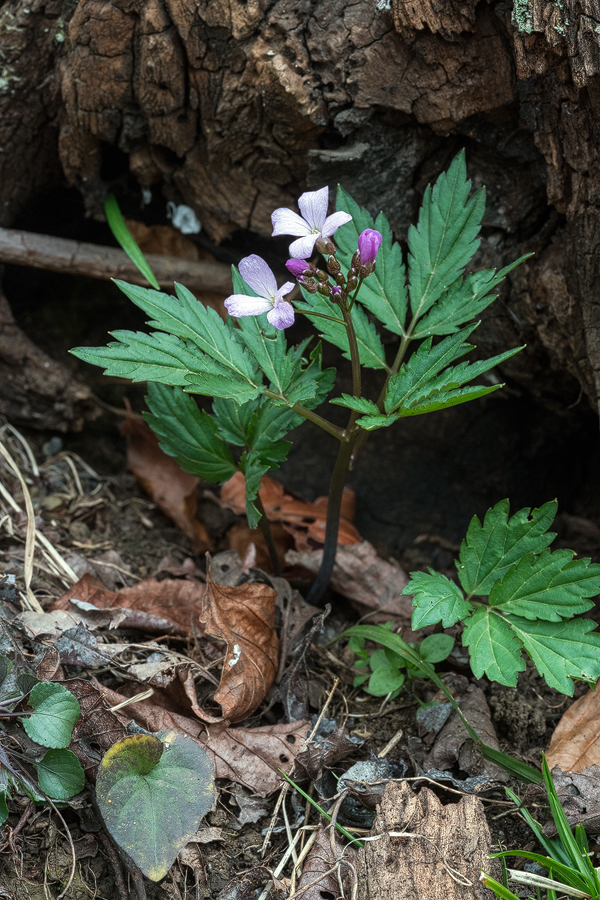 Cardamine sp. Southern Azerbaijan, 17/2/16.