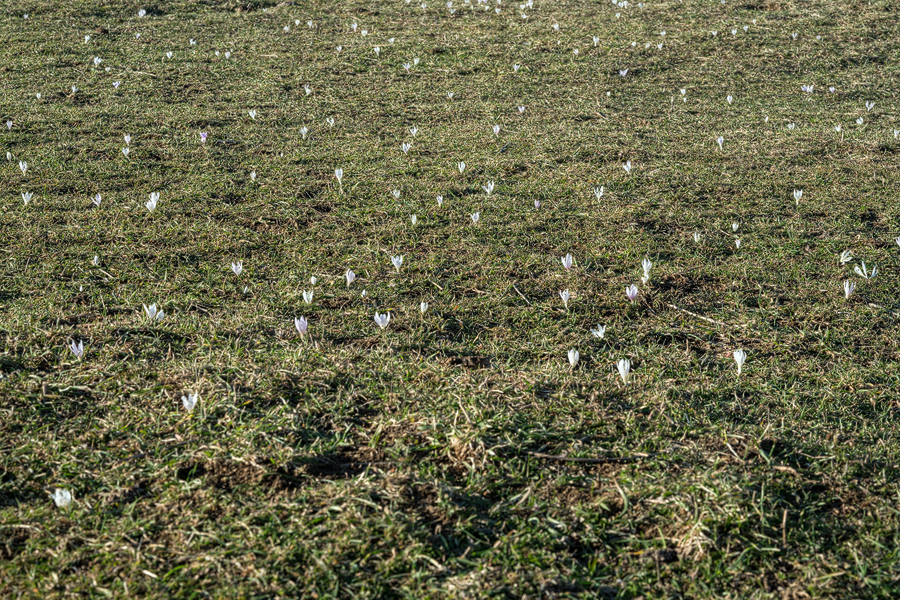 Colchicum sp. Near Lerik, southern Azerbaijan, 16/2/16.
