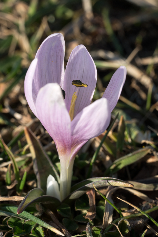 Colchicum sp. Unusual, pink-flowered form. Near Lerik, southern Azerbaijan, 16/2/16.