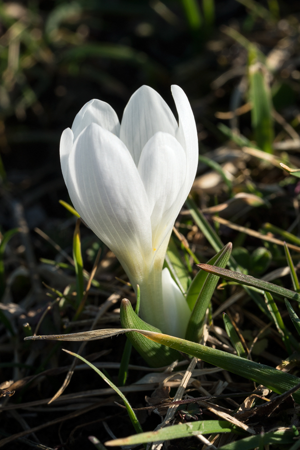 Colchicum sp. Typical, white-flowered form. Near Lerik, southern Azerbaijan, 16/2/16.