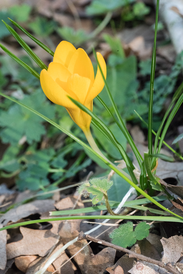 Crocus chrysanthus, 8/3/16, NW Turkey.
