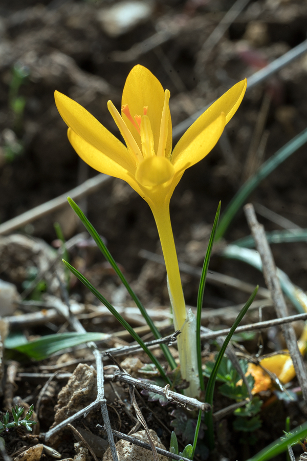 Crocus sp., Kayacik Village, near Amasya, 6/3/16.