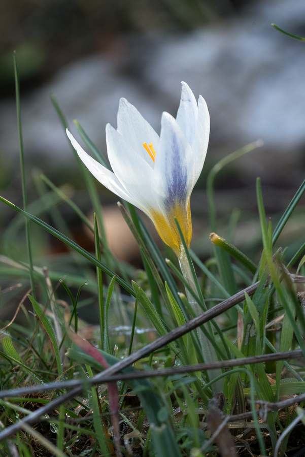 Crocus sp., near Amasya, 7/3/16.