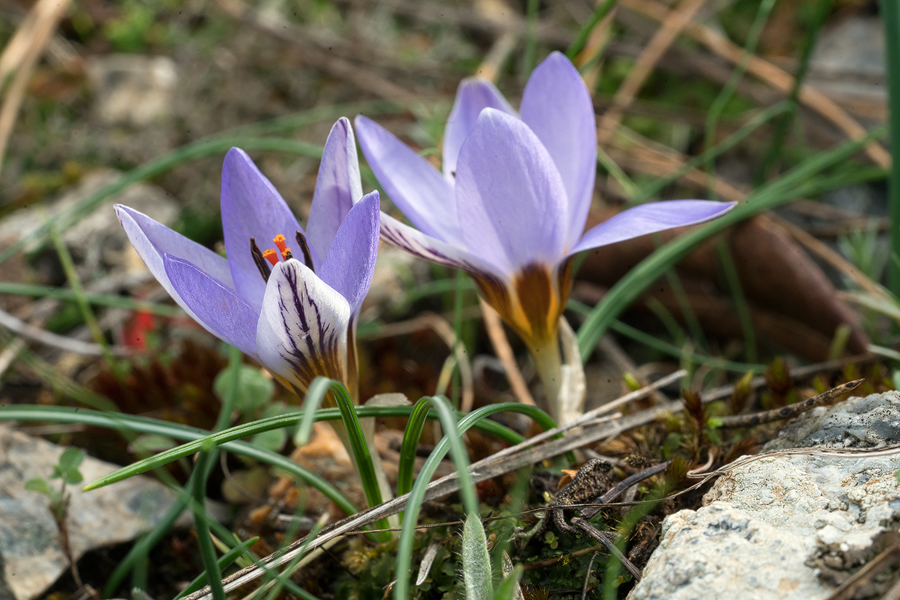 Crocus biflorus subsp. nubigena, NW Ikaria, 25/2/16.