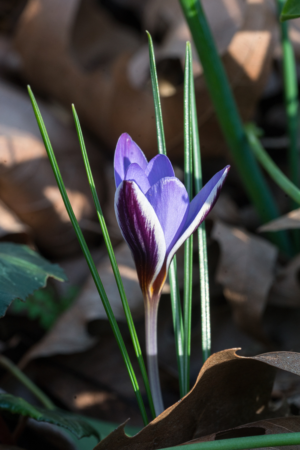 Crocus biflorus subsp. nubigena, NW Ikaria, 25/2/16.