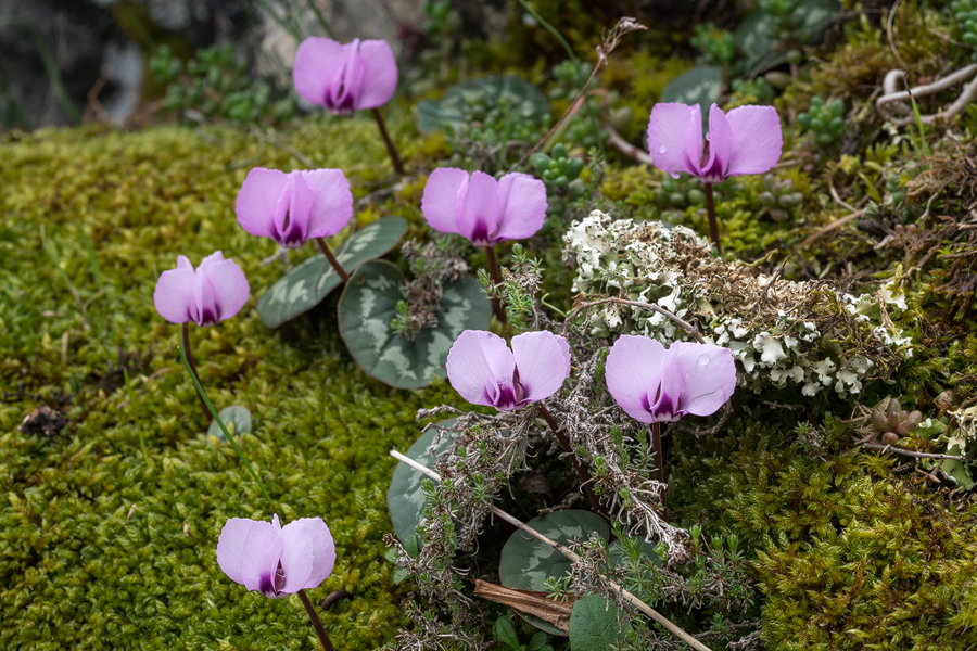 Cyclamen coum, Kayacik Village, near Amasya, 6/3/16.