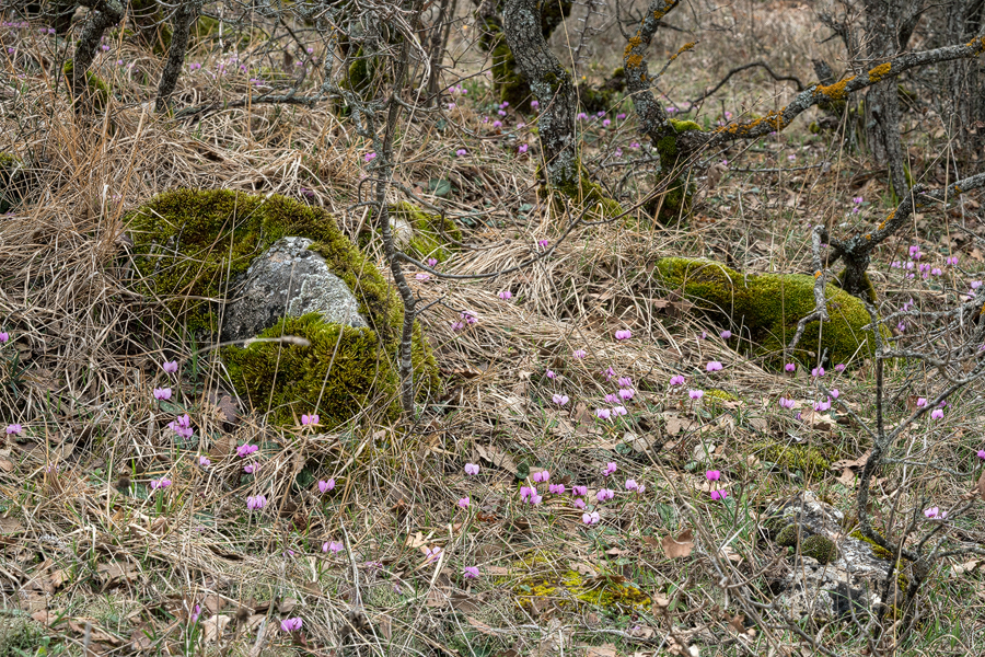 Picture-perfect Galanthus fosteri habitat, but no Galanthus! Kayacik Village, near Amasya, 6/3/16.