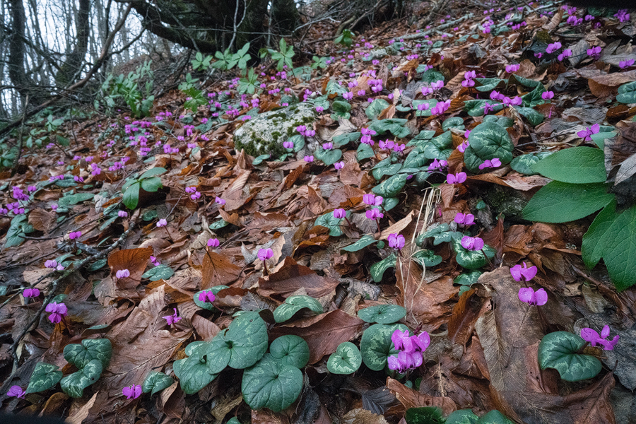 Cyclamen coum. Lake Abant, 4/3/16.
