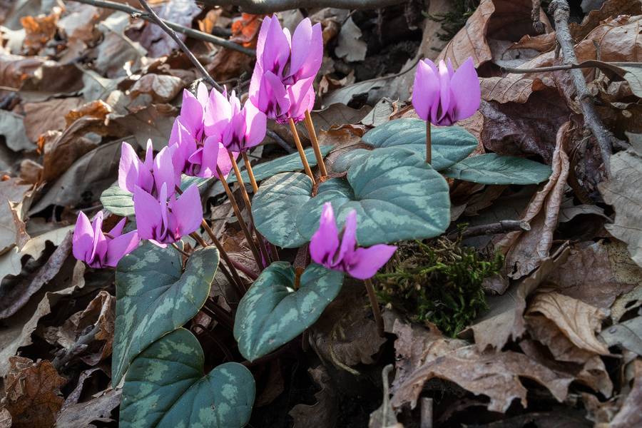 Cyclamen elegans, southern Azerbaijan, 16/2/16.