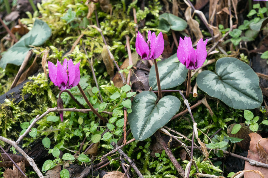 Cyclamen elegans, NW Iran, 21/2/16.