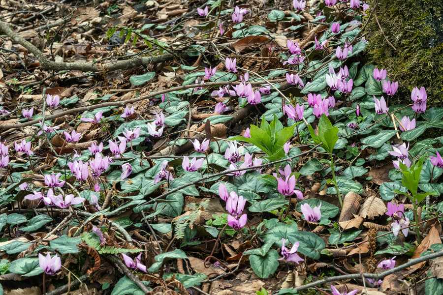 Cyclamen elegans, NW Iran, 21/2/16.
