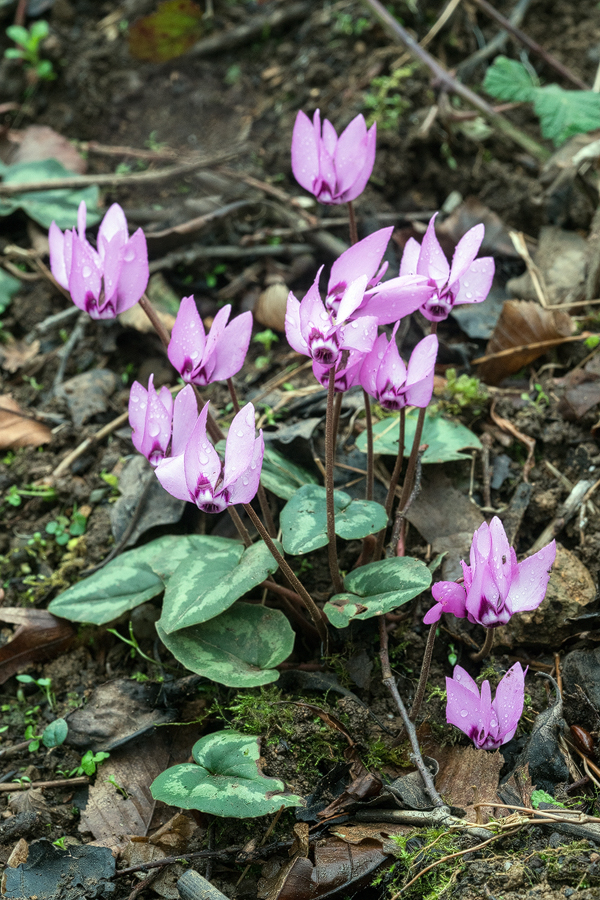 Cyclamen elegans, NW Iran, 21/2/16.