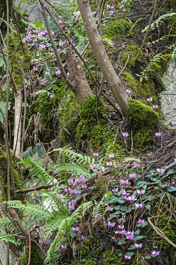 Cyclamen elegans growing as an epiphyte, NW Iran, 21/2/16.