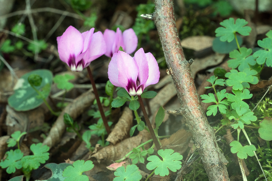 Cyclamen coum, near Amasya. Most flowers going over, 7/3/16.