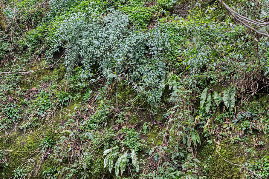 Danae racemosa grows exclusively as a chasmophyte in the wild. NW Iran, 20/2/16.