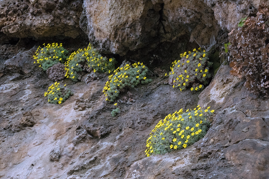 Dionysia aretioides, NW Iran, 20/2/16.