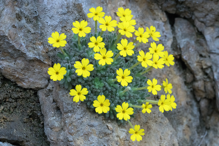 Dionysia aretioides, NW Iran, 20/2/16.