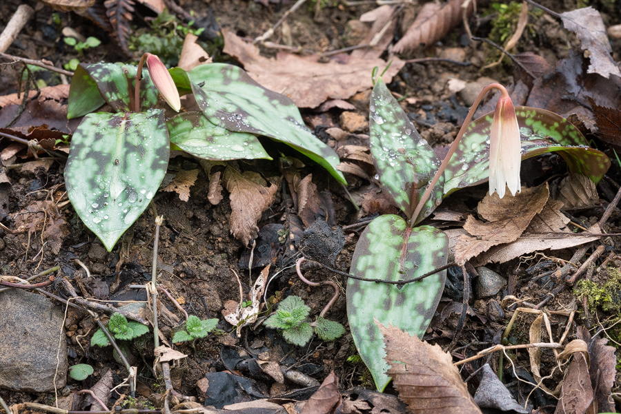 Erythronium caucasicum, NW Iran, 21/2/16.