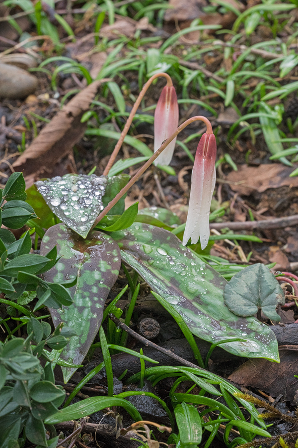 Erythronium caucasicum, surrounded by Allium paradoxum seedlings. NW Iran, 21/2/16.