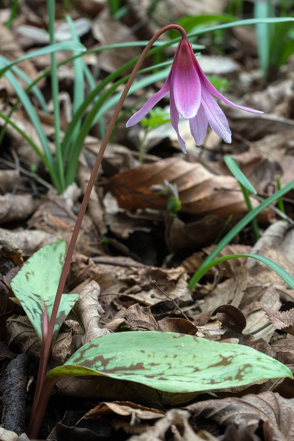 Erythronium dens-canis, Slovenia, 28/2/16.