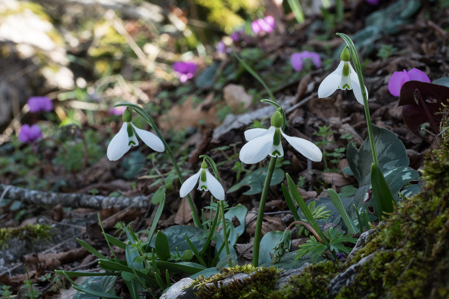 Galanthus fosteri and Cyclamen coum. Near Amasya, 7/3/16.
