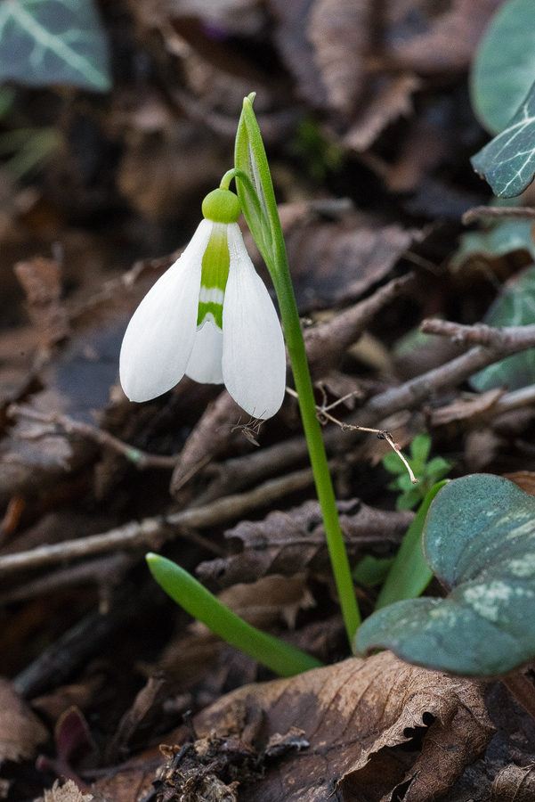A tiny plant of Galanthus fosteri, only 5cm tall. Near Amasya, 7/3/16.