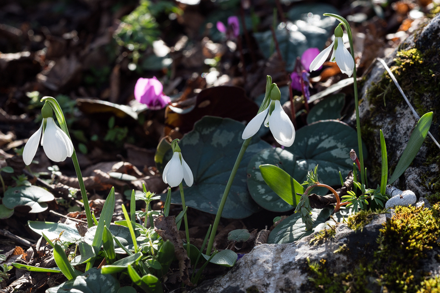 Galanthus fosteri, near Amasya, 6/3/16.