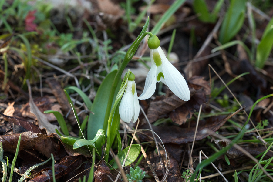 Galanthus fosteri, near Amasya, 7/3/16. Variation in flower shape and inner segment markings.