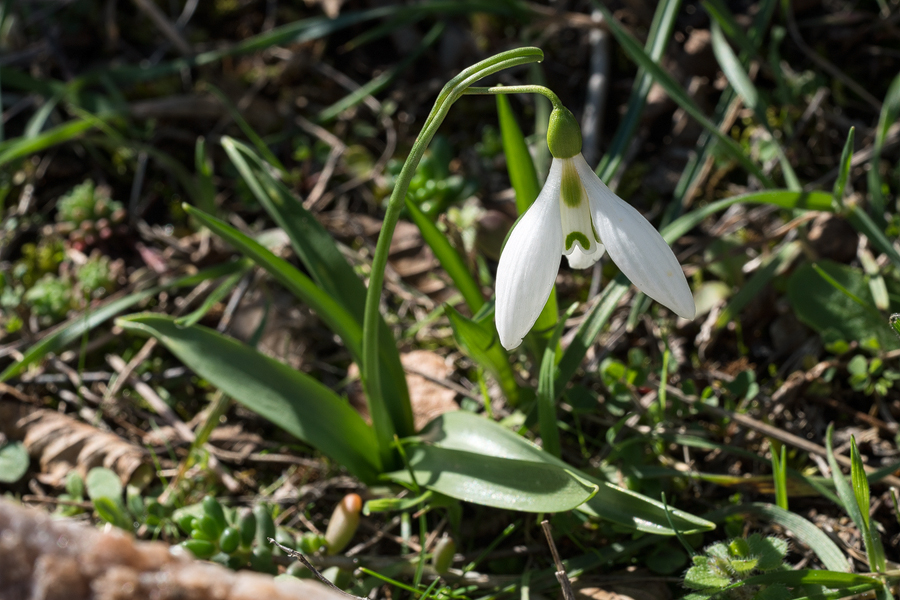 Galanthus fosteri, near Amasya, 7/3/16. Variation in flower shape and inner segment markings.