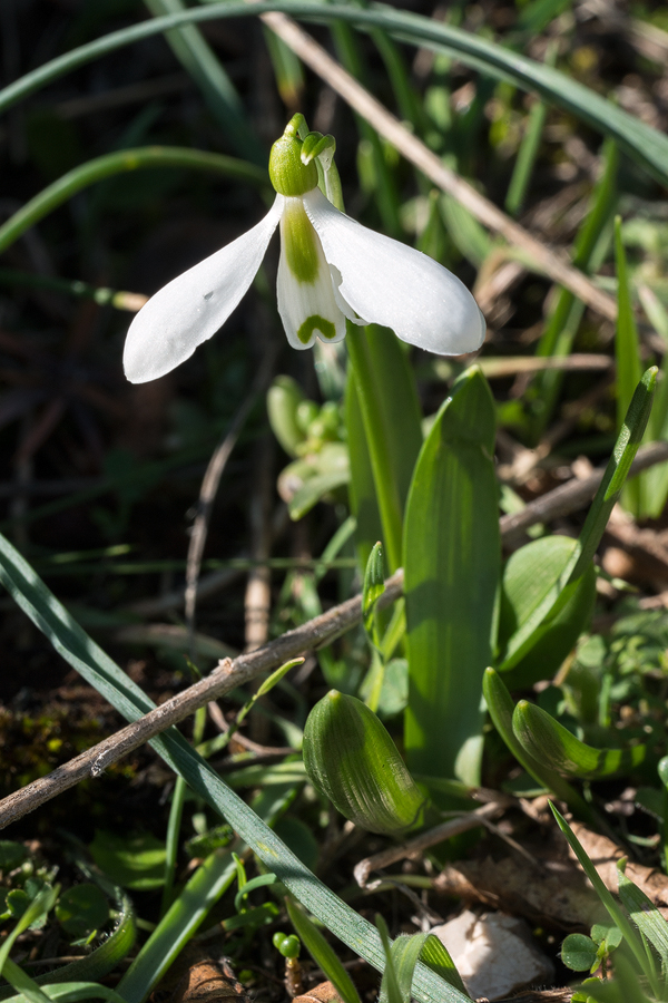 Galanthus fosteri, near Amasya, 7/3/16. Note grooves on abaxial leaf surface.