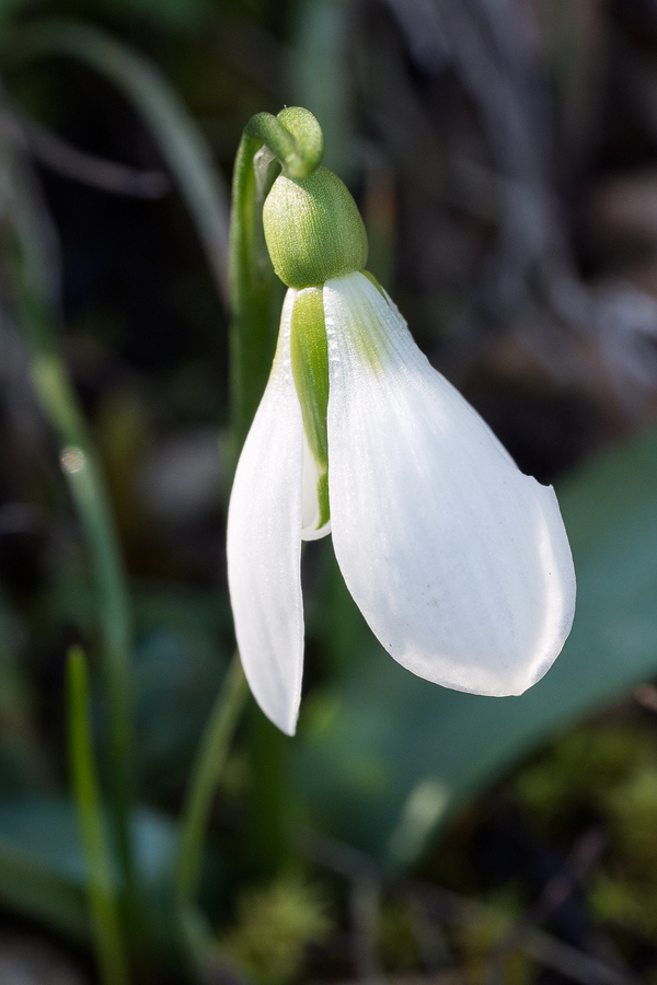 Galanthus fosteri, near Amasya, 7/3/16. An example with a green smudge at the base of the outer segments. I saw a couple of examples like this bear Gaziantep too.