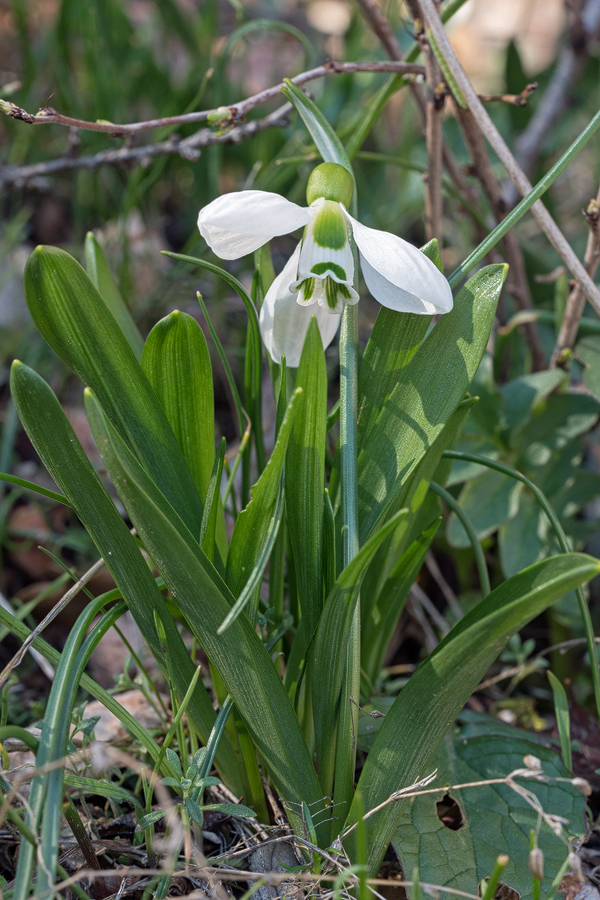 Galanthus fosteri, near Amasya, 7/3/16. Note supervolute vernation, grooves on abaxial leaf surface and bright green colour.