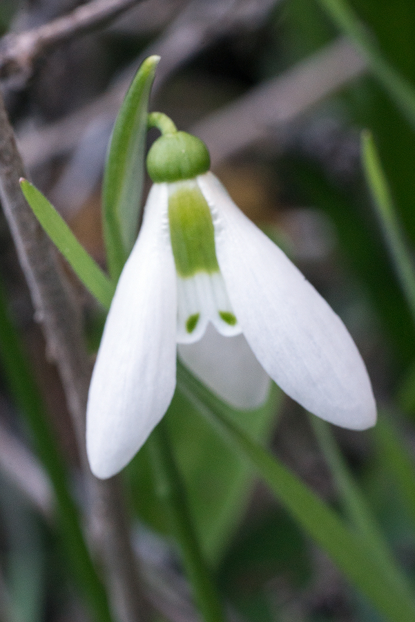 Galanthus fosteri, near Amasya, 7/3/16. Variation in flower shape and inner segment markings.
