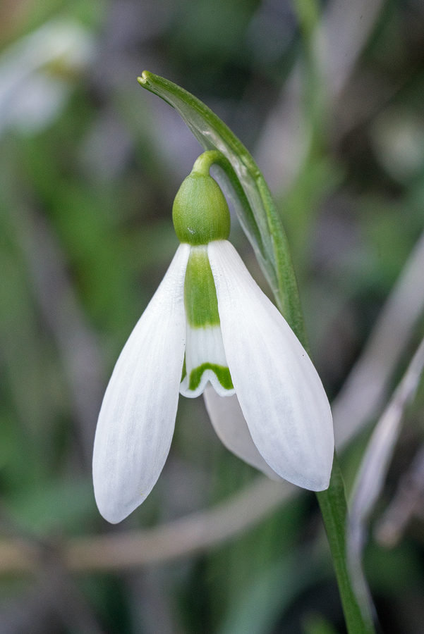 Galanthus fosteri, near Amasya, 7/3/16. Variation in flower shape and inner segment markings.