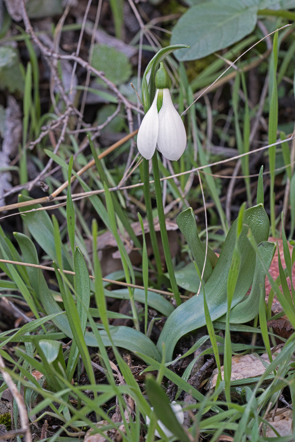 A shapely flower on Galanthus fosteri, near Amasya, 7/3/16.