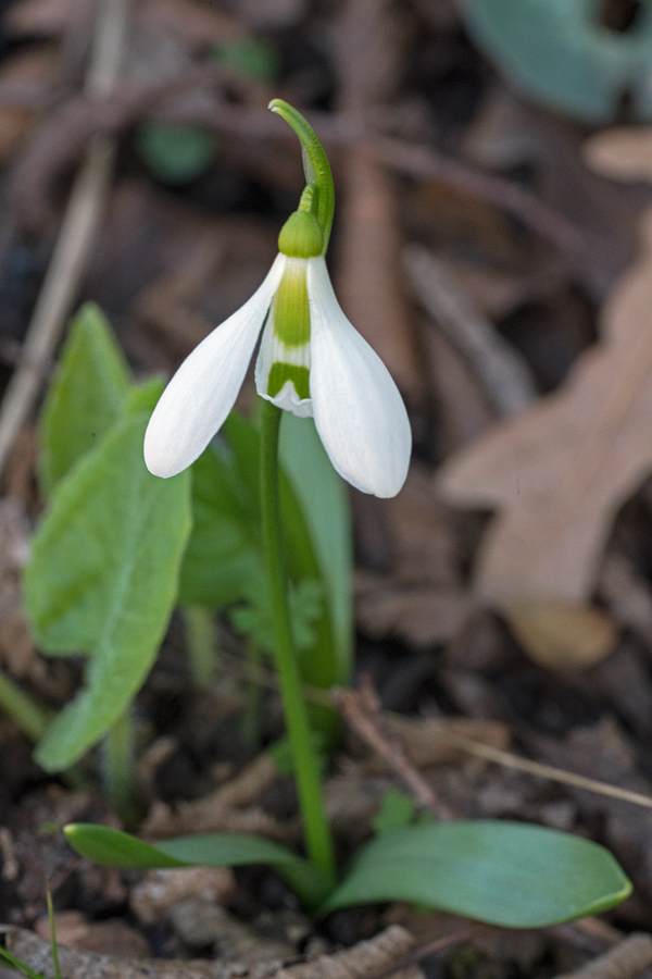 Galanthus fosteri, near Amasya, 7/3/16. Variation in flower shape and inner segment markings.
