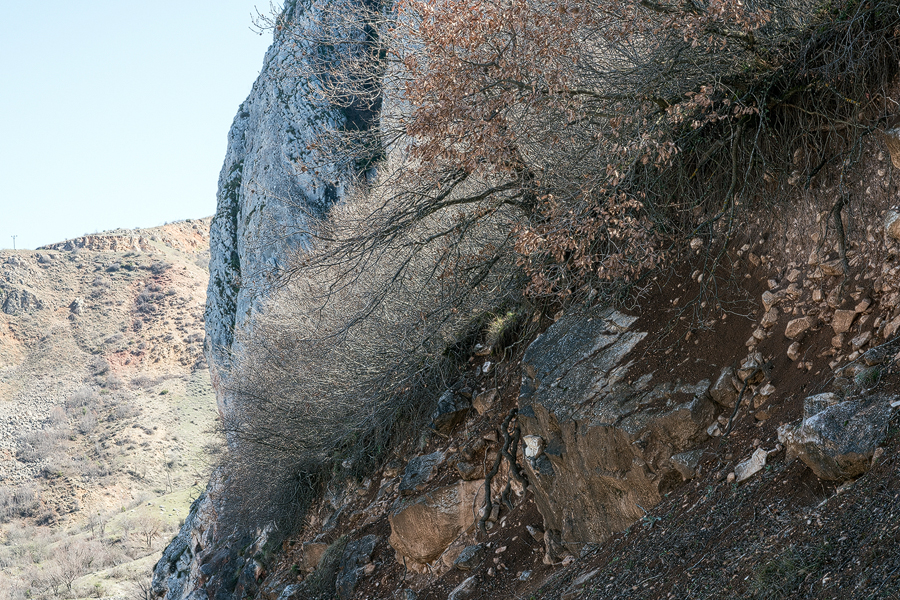 Thicket of scrubby oak on north-facing slope at base of limestone cliffs - habitat of Galanthus fosteri.