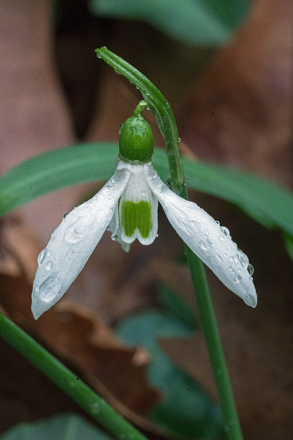 Galanthus ikariae, Ikaria, 25/2/16. Note inner segment mark like molar tooth.
