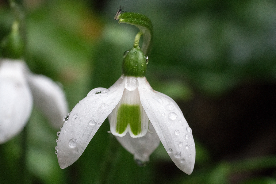 Galanthus ikariae, Ikaria, 25/2/16. Note inner segment mark like molar tooth.